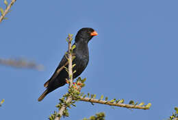 Image of Village Indigobird