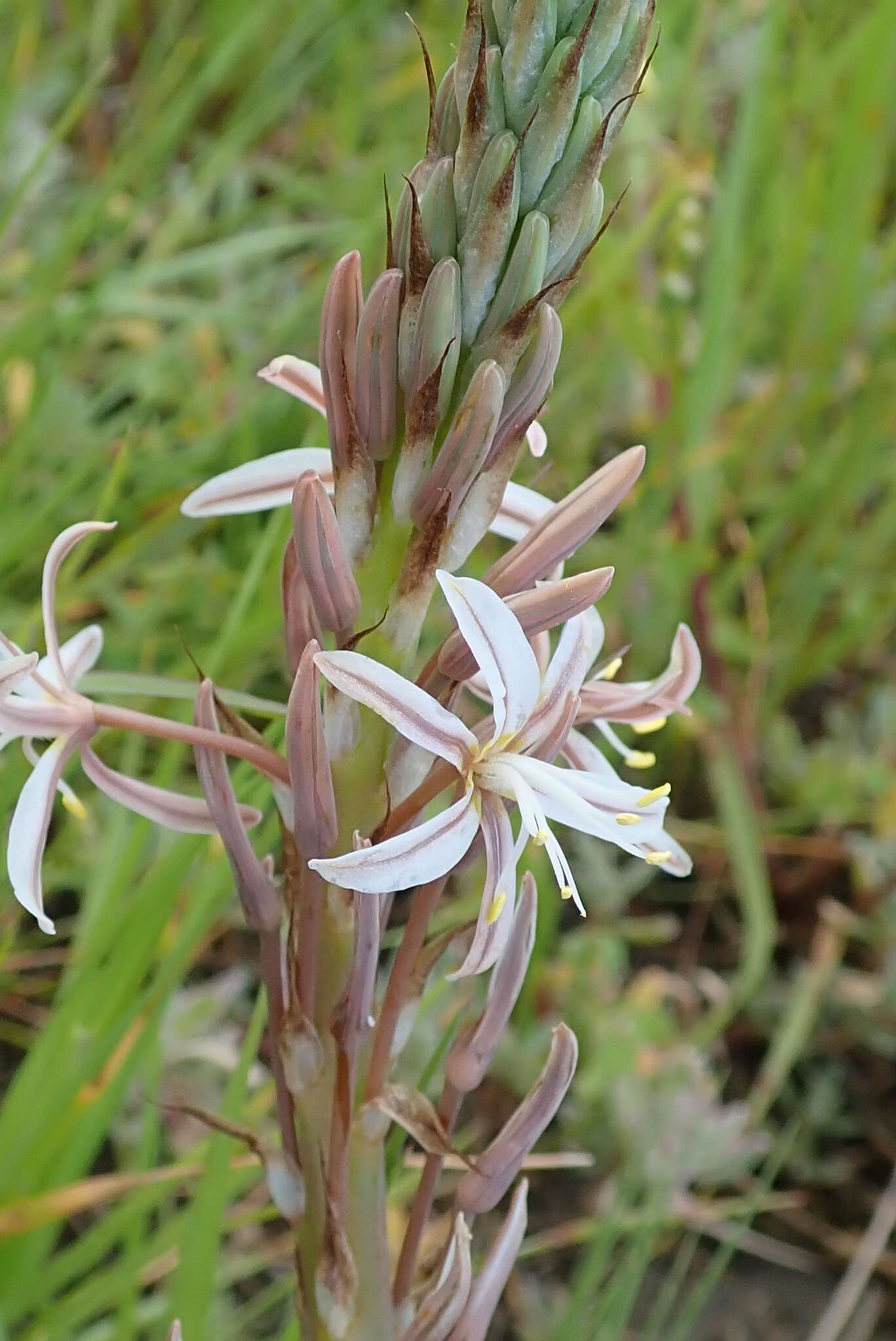 Image of Trachyandra ciliata (L. fil.) Kunth