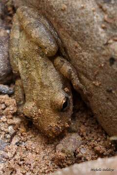 صورة Scinax nasicus (Cope 1862)