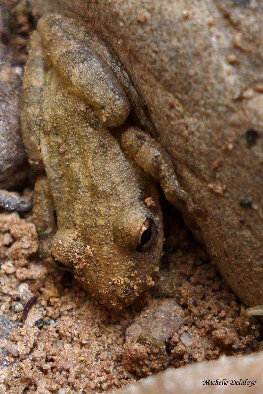 Image of Lesser Snouted Treefrog