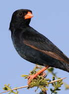 Image of Village Indigobird