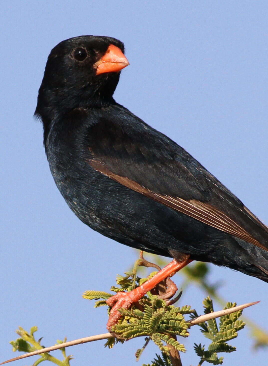 Image of Village Indigobird