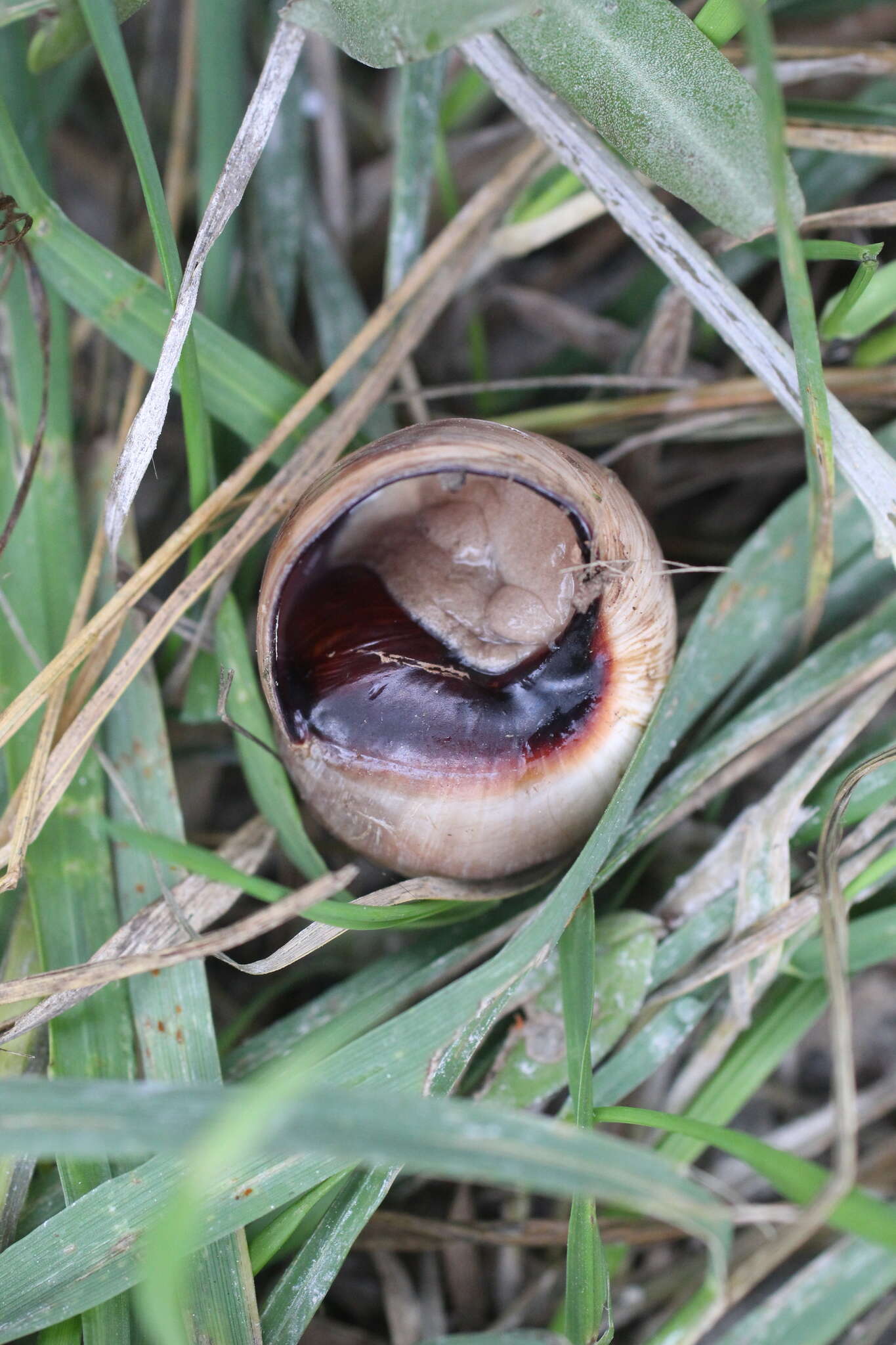 Image of brown-mouthed helix