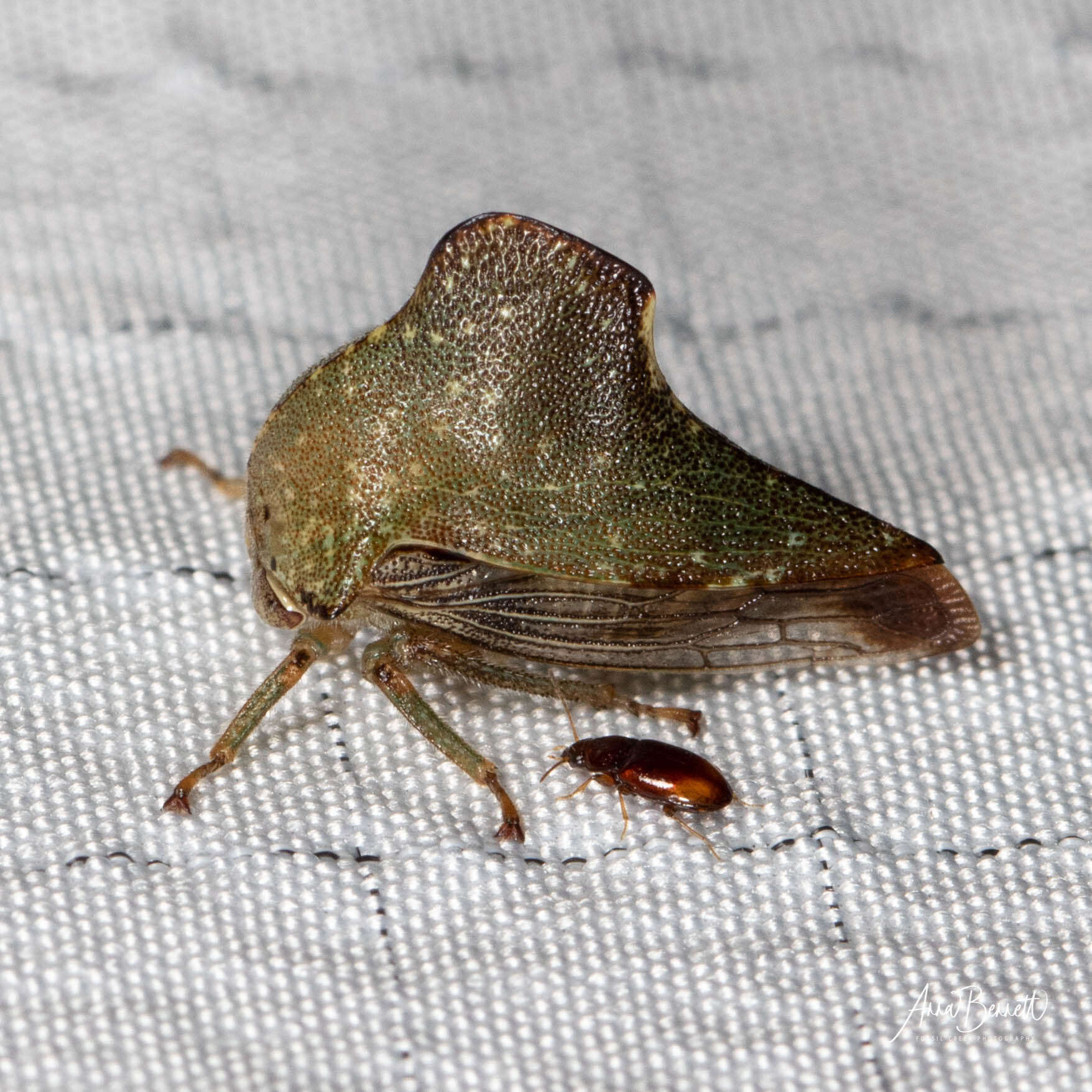 Image of Telamona monticola Fabricius