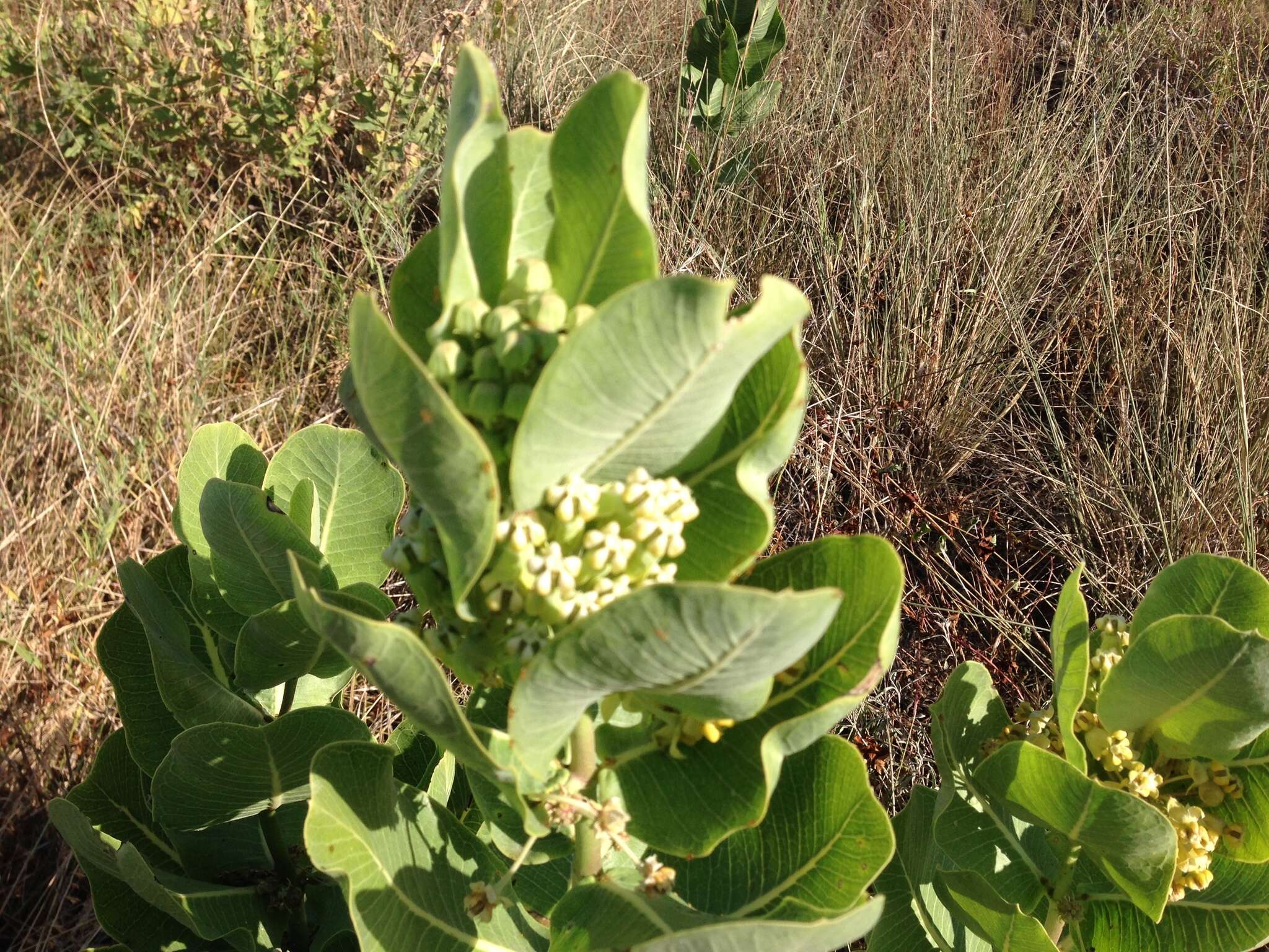 Image of broadleaf milkweed