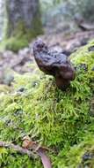 Image de Gyromitra infula (Schaeff.) Quél. 1886