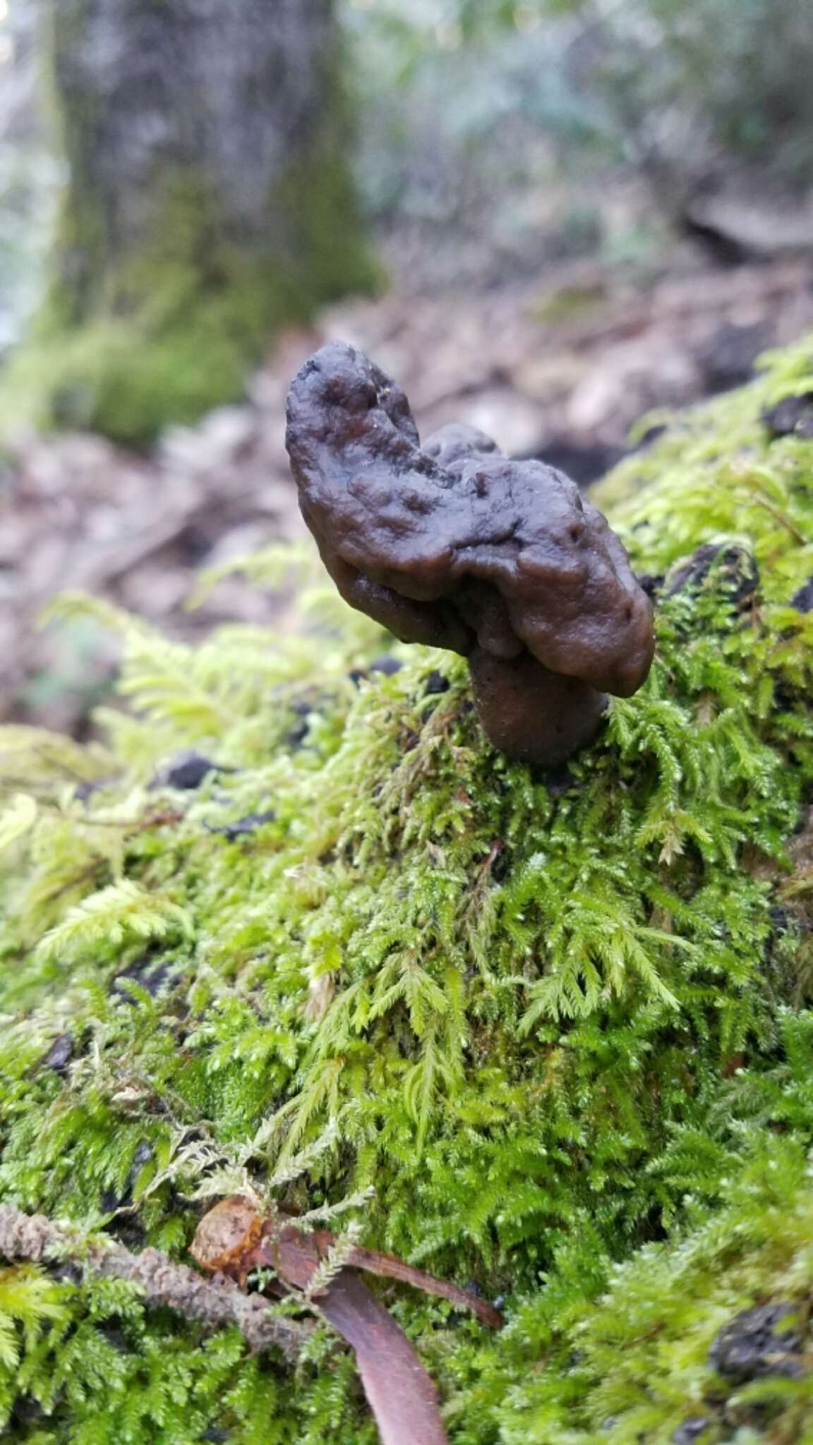 Imagem de Gyromitra infula (Schaeff.) Quél. 1886