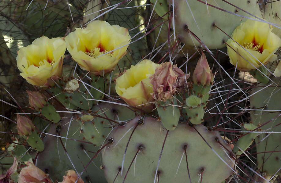 Opuntia azurea var. parva的圖片