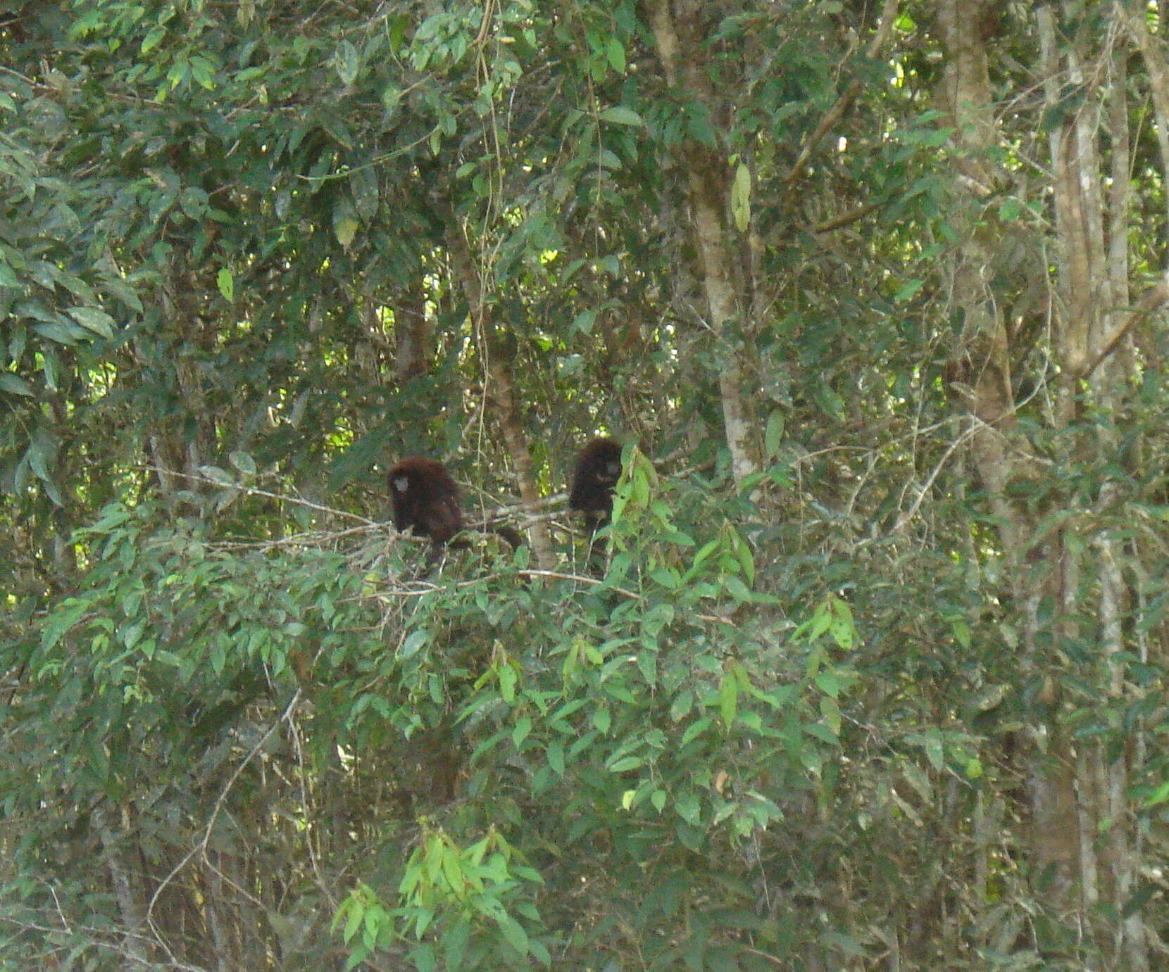 Image of Lucifer Titi