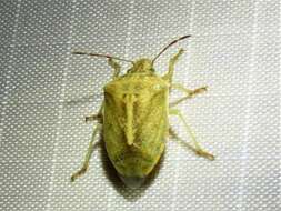 Image of Stink bug