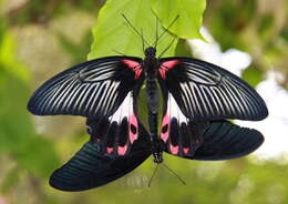 Image of Papilio deiphobus Linnaeus 1758