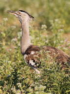 Image of Kori Bustard