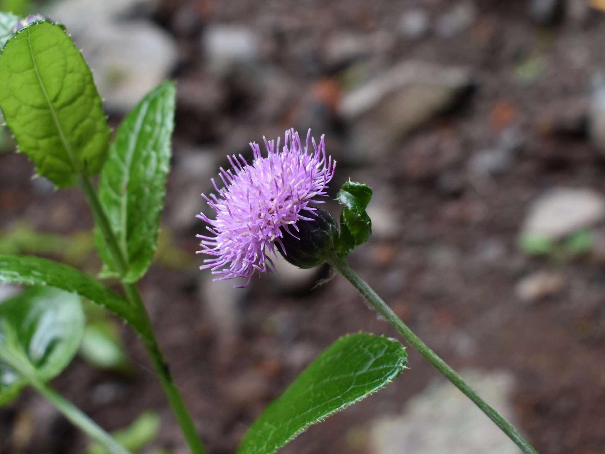 Image of Cirsium latifolium Lowe