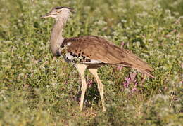 Image of Kori Bustard