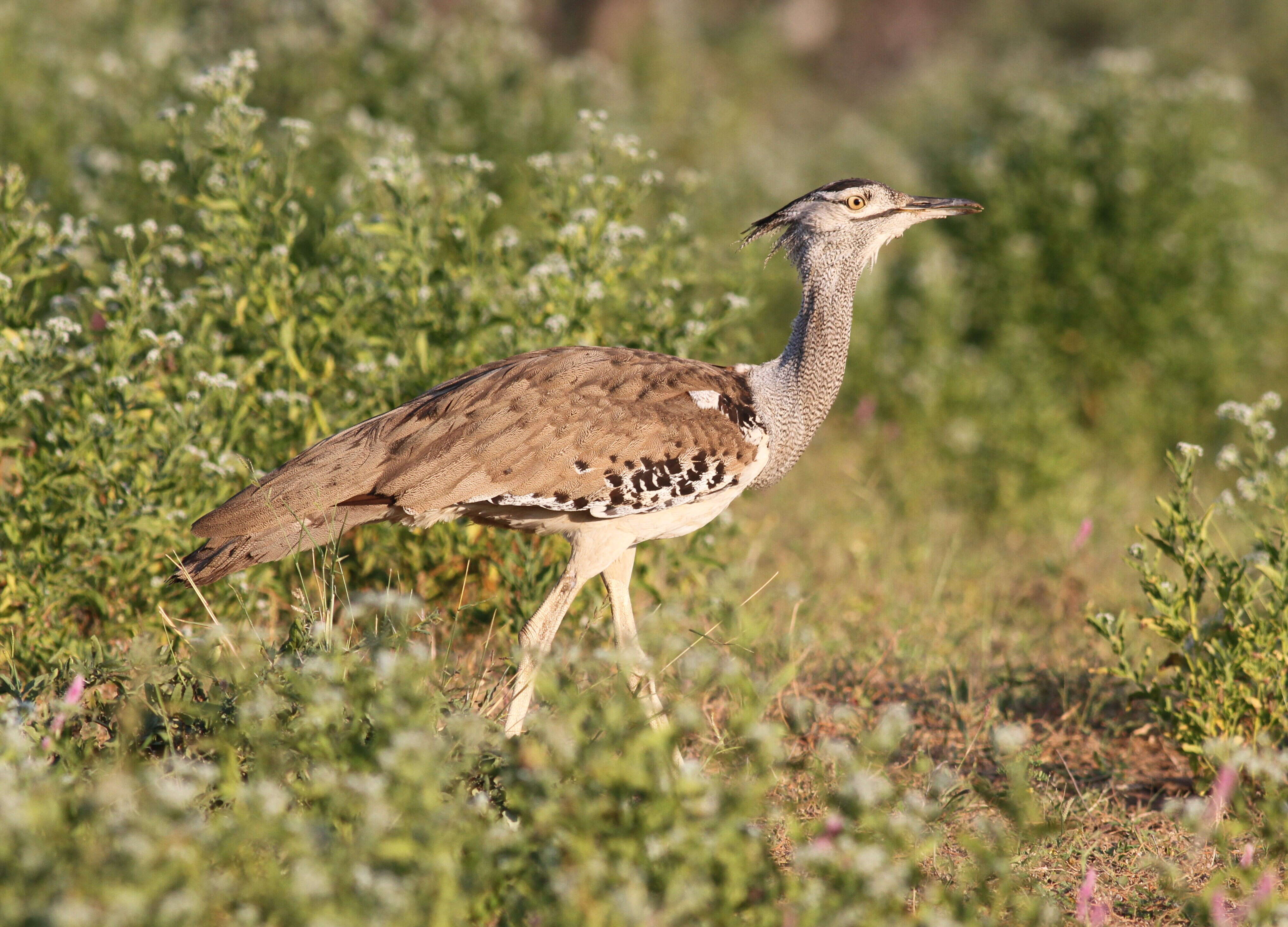 Image of Kori Bustard