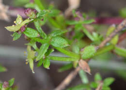 Image of California bedstraw