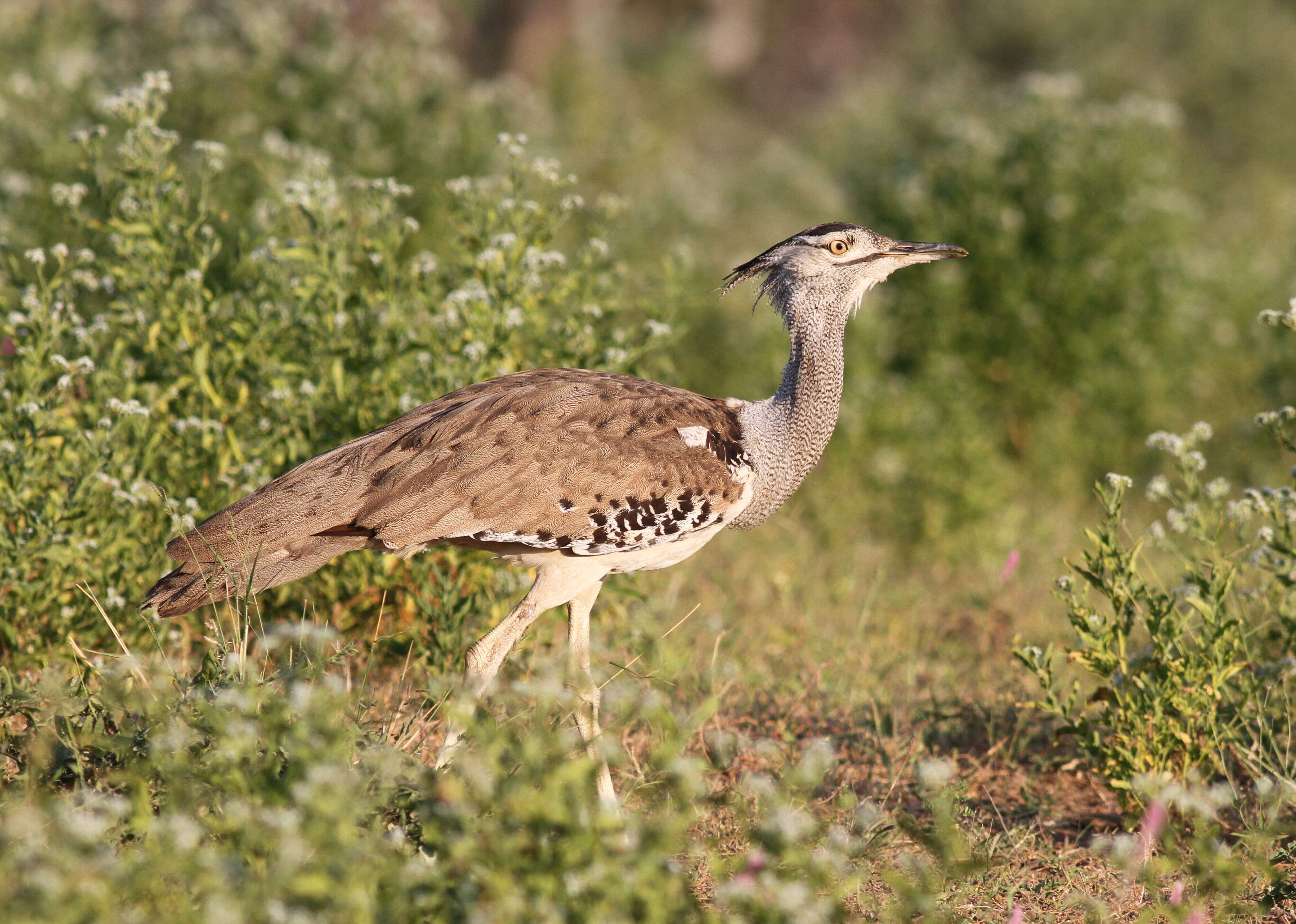 Image of Kori Bustard