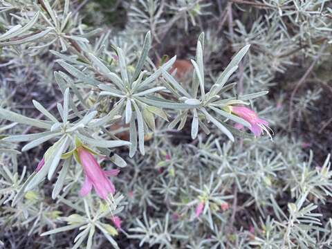 Eremophila latrobei F. Muell.的圖片