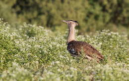 Image of Kori Bustard