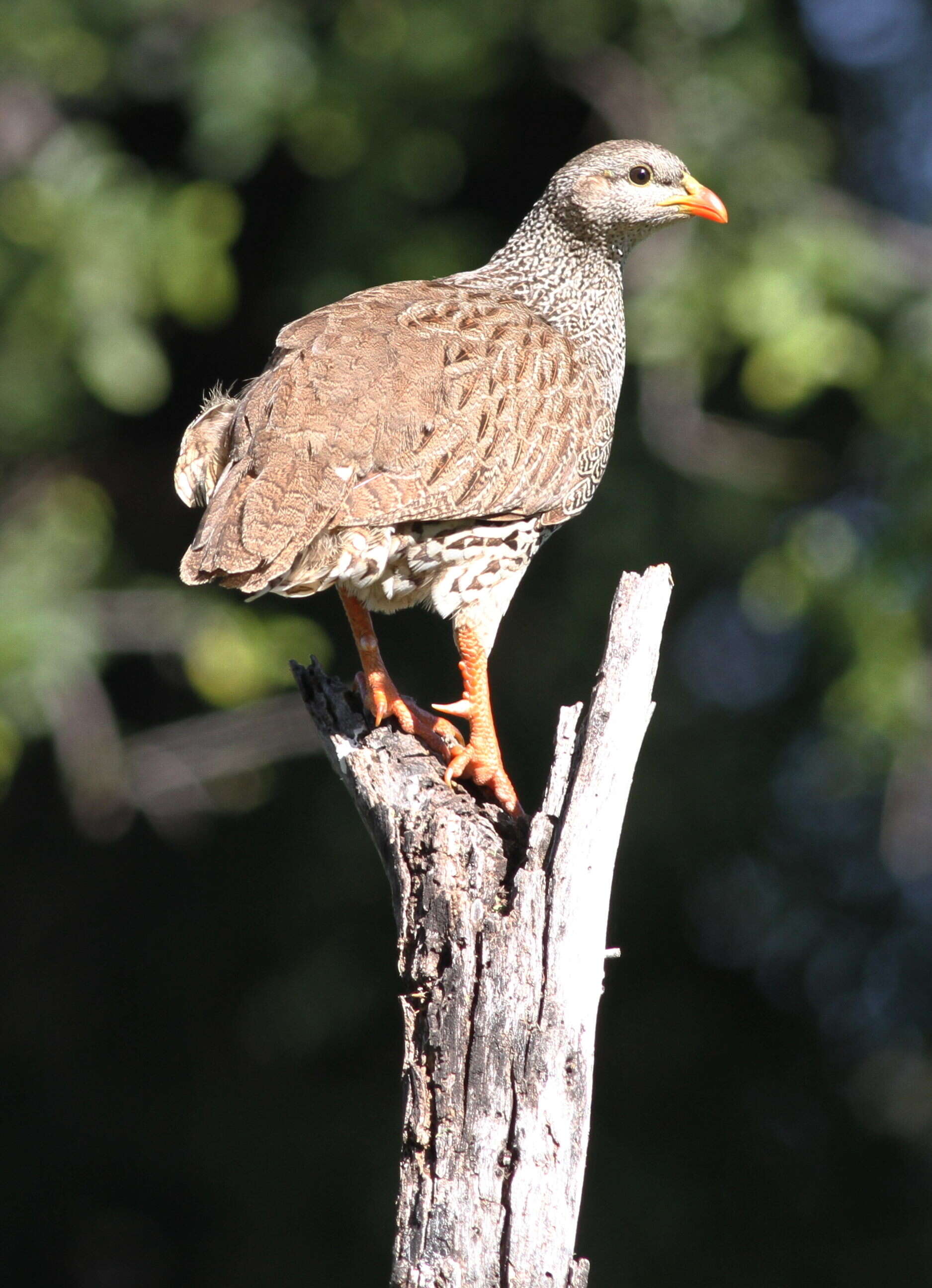 Image of Natal Francolin