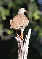 Image of Natal Francolin