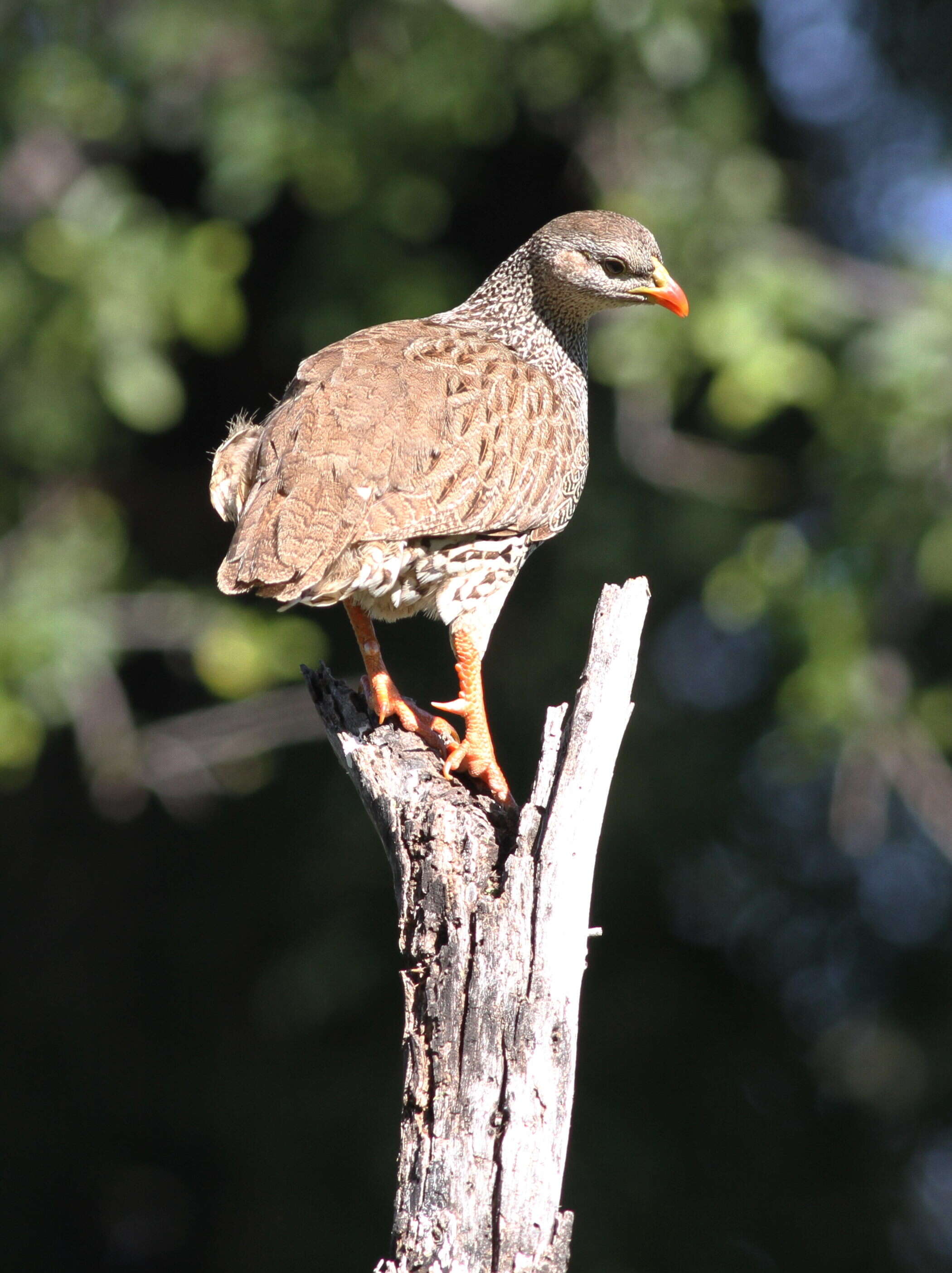 Image of Natal Francolin