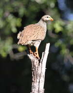 Image of Natal Francolin