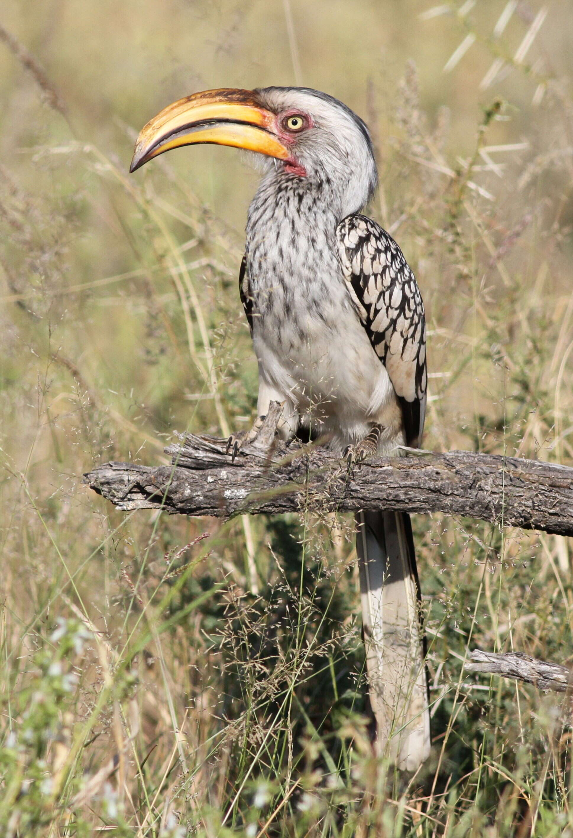 Image of Southern Yellow-billed Hornbill