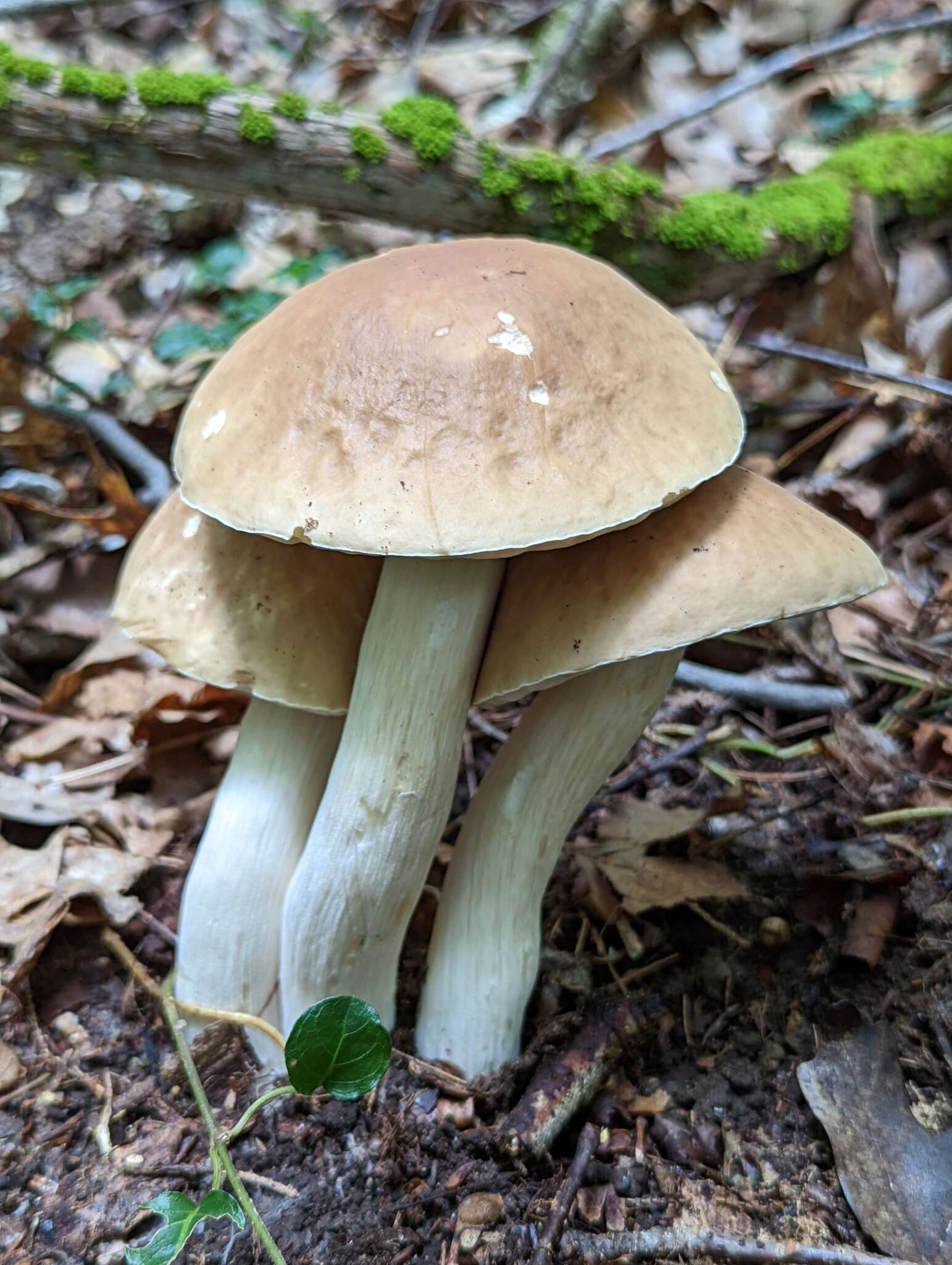 Sivun Boletus nobilis Peck 1905 kuva