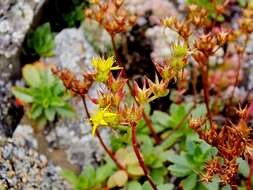 Image of hybrid stonecrop