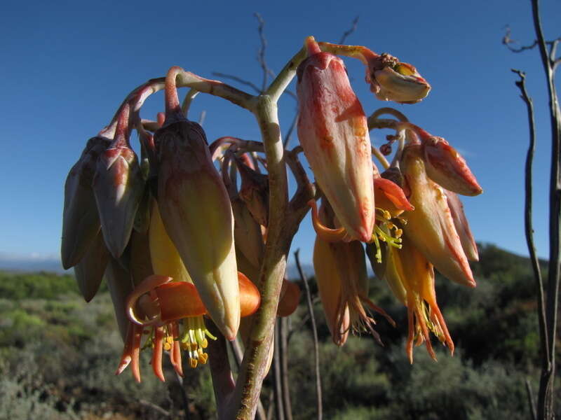 Image of Cotyledon orbiculata var. spuria (L.) Tölken