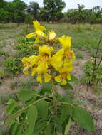 Image of Golden bean tree