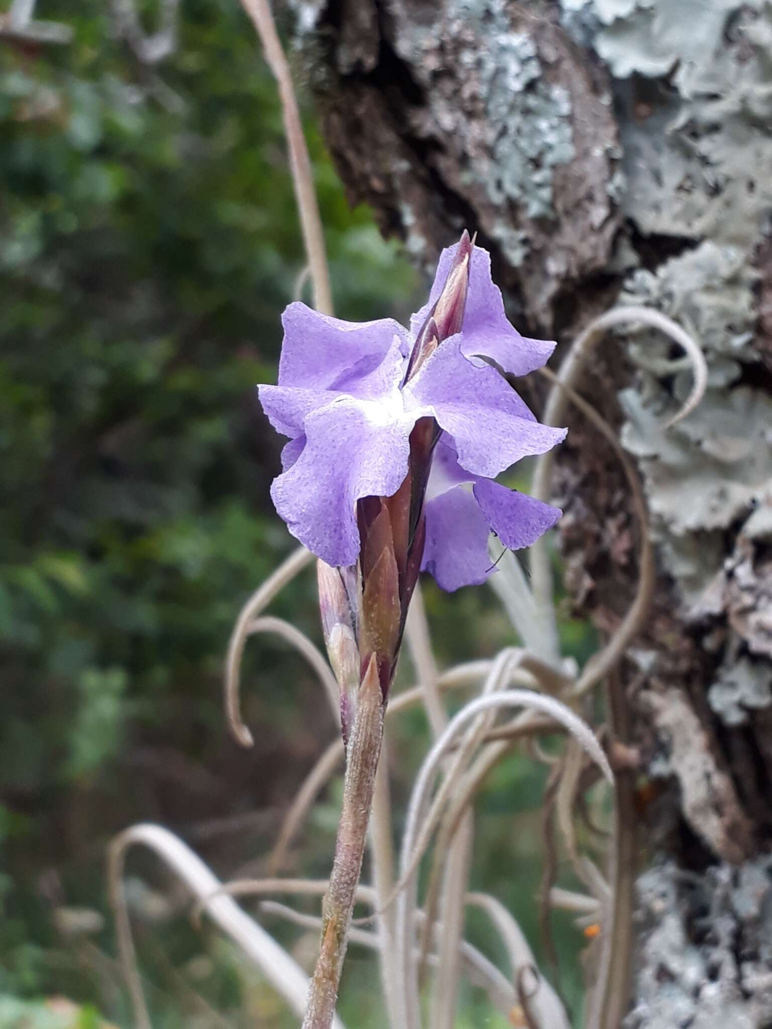 Image of Tillandsia streptocarpa Baker