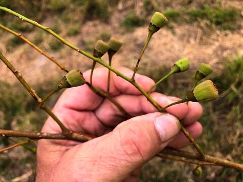 Image of Codonocarpus attenuatus (Hook.) H. Walter