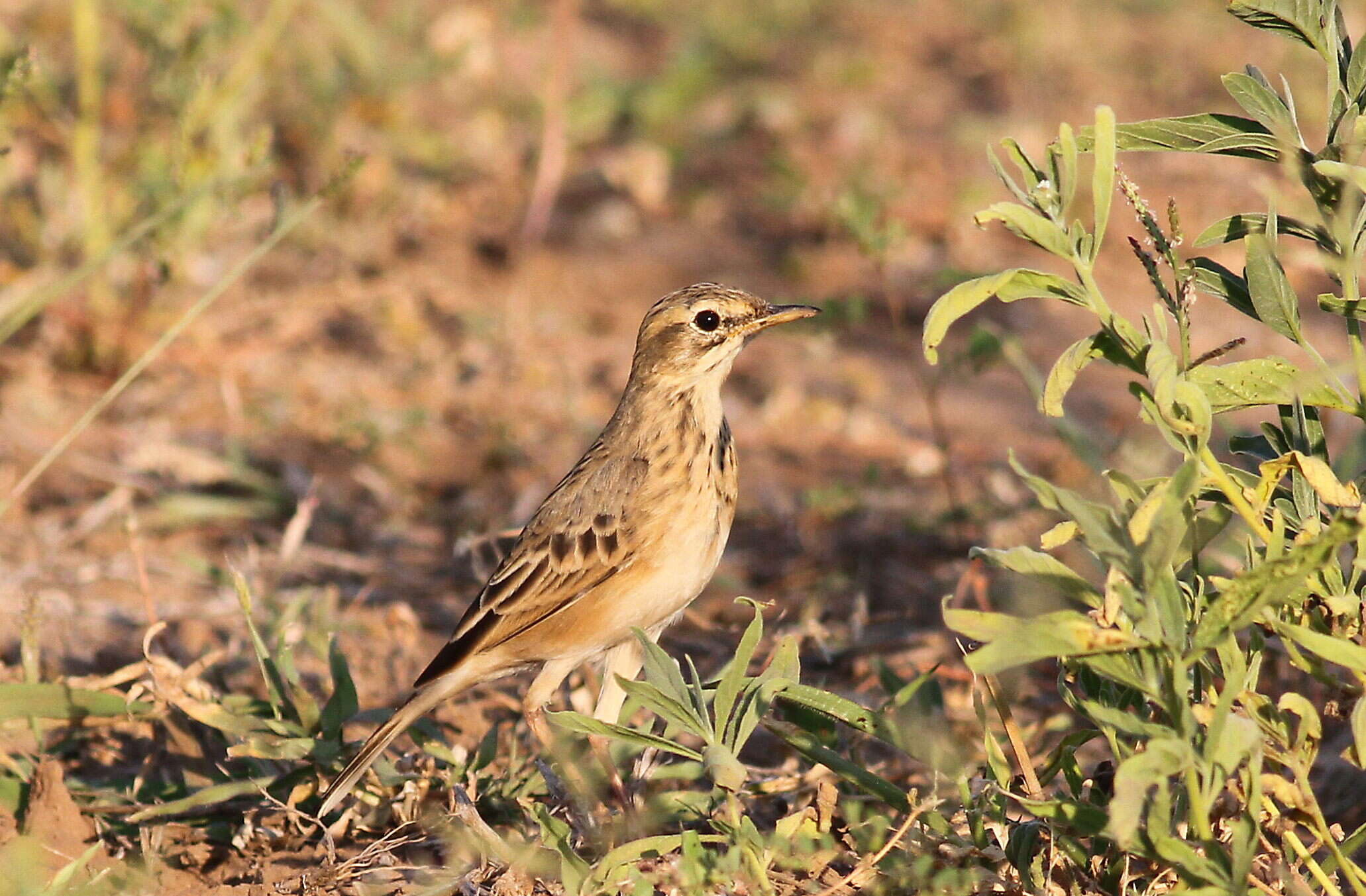 Image of African Pipit