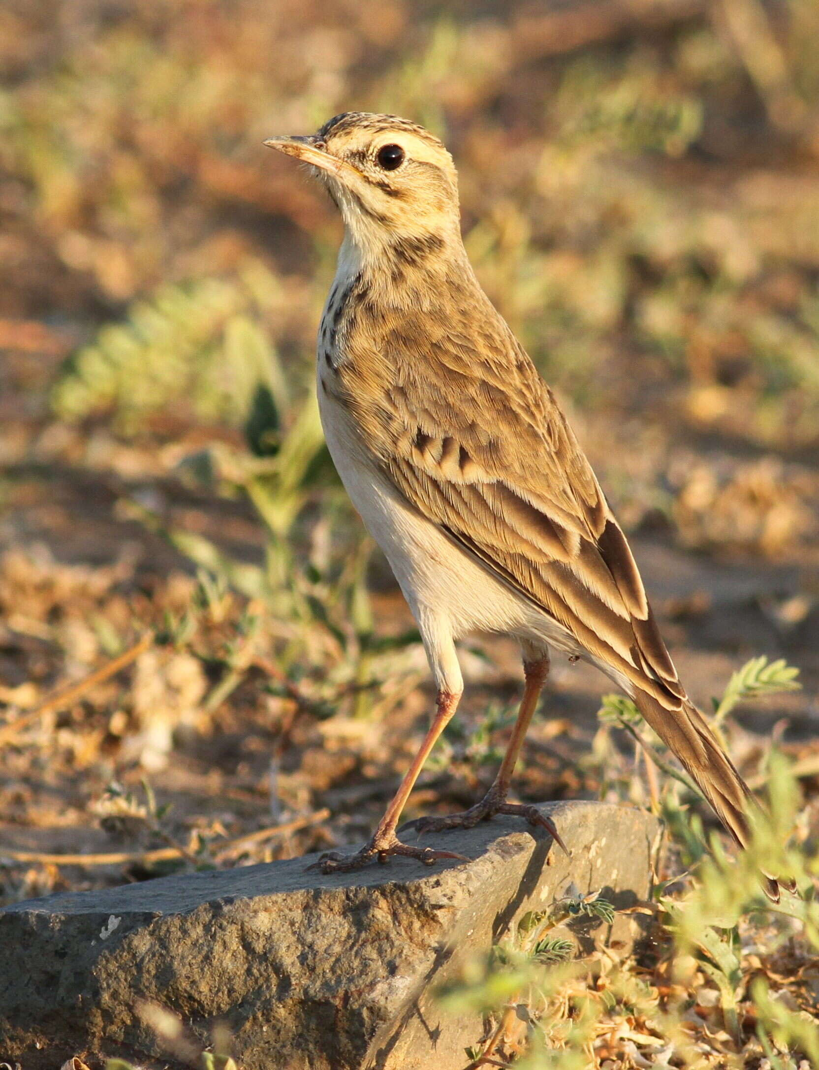 Image of African Pipit