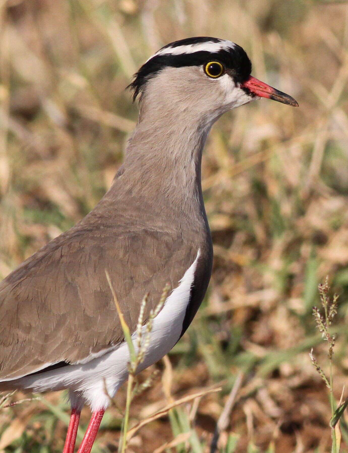 Image of Crowned Lapwing