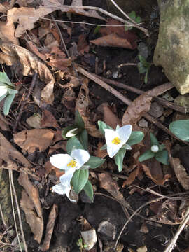 Image of snow trillium