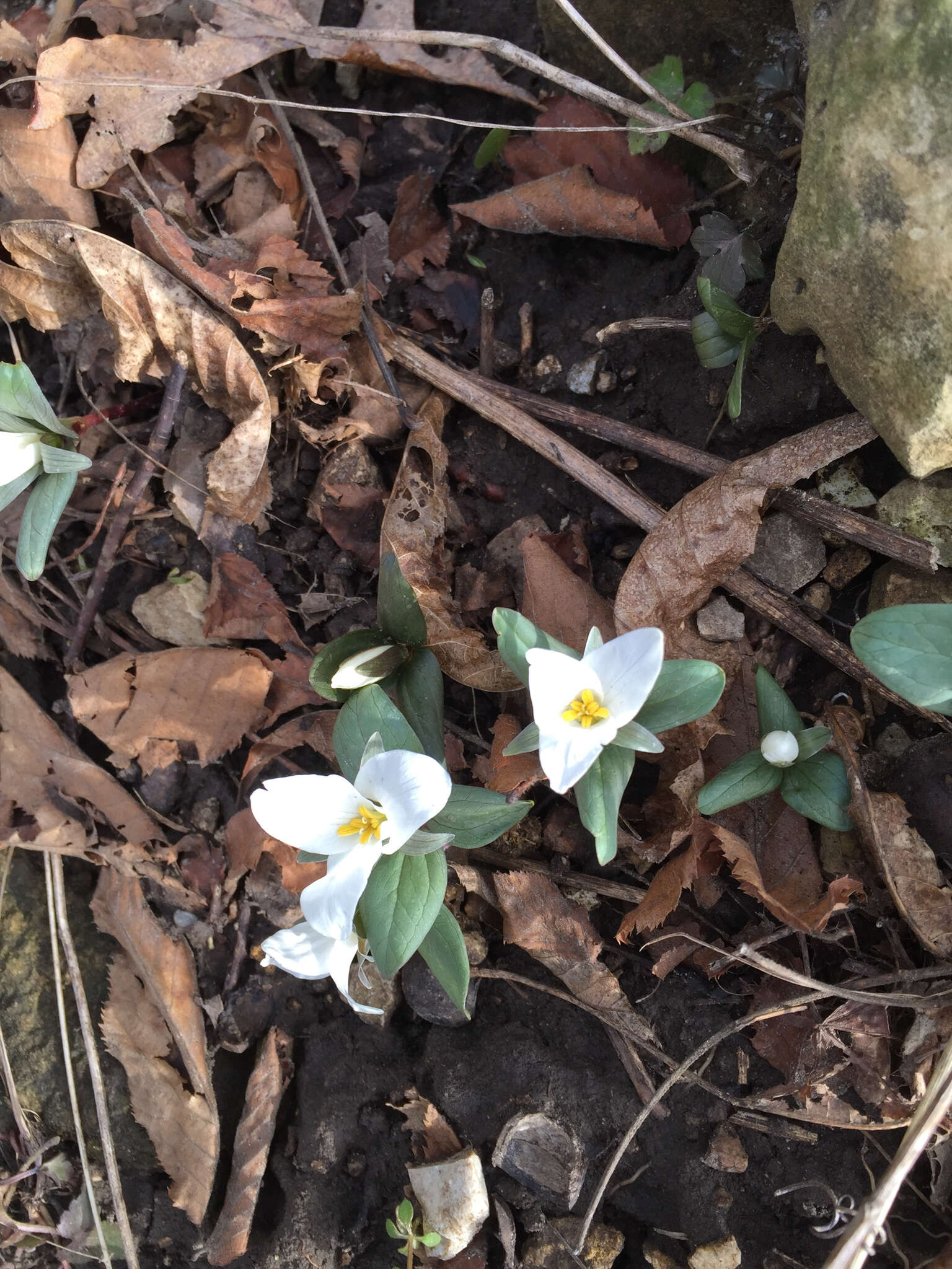 Image of snow trillium