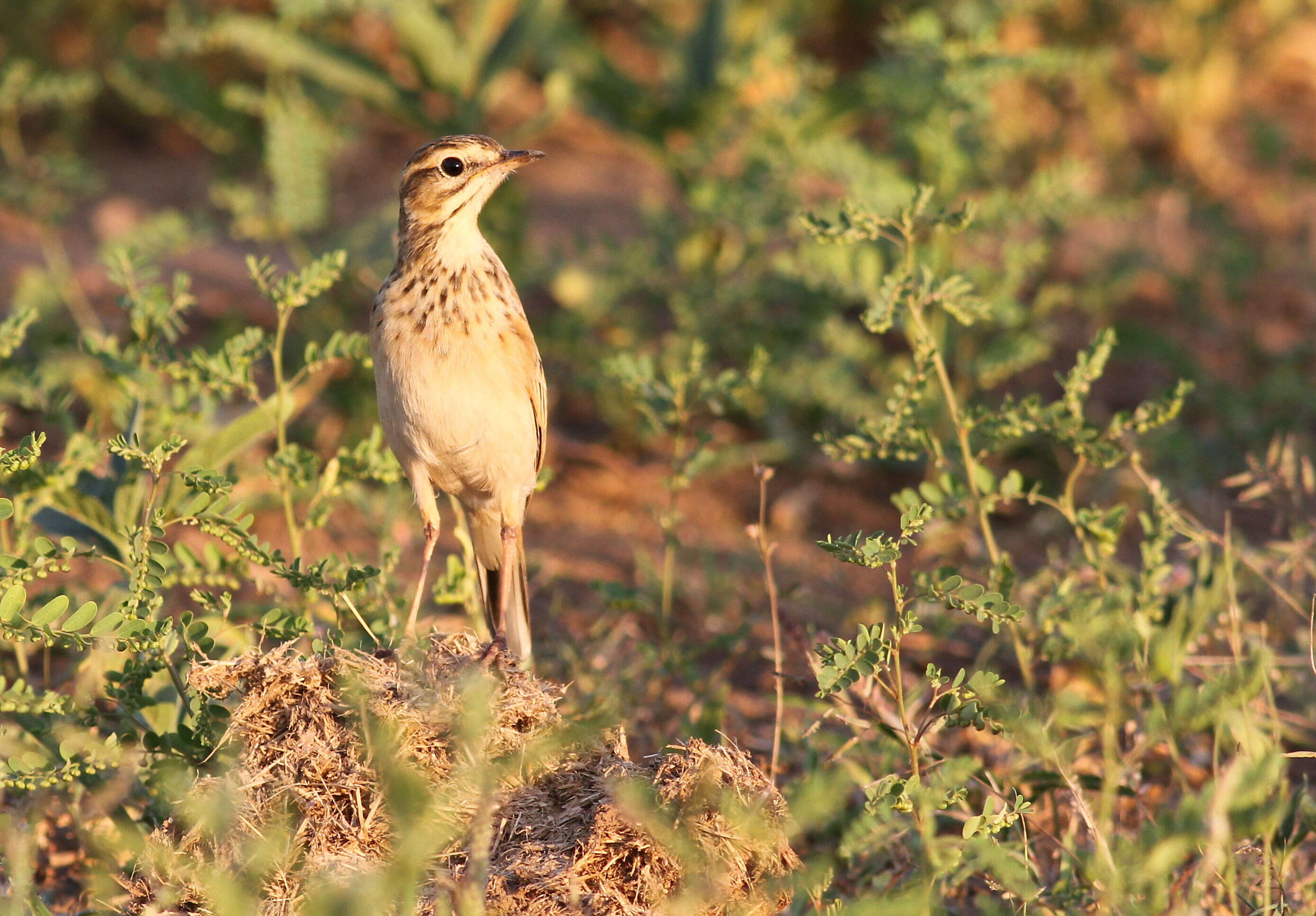 Image of African Pipit