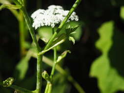 Image de Ostericum sieboldii (Miq.) Nakai