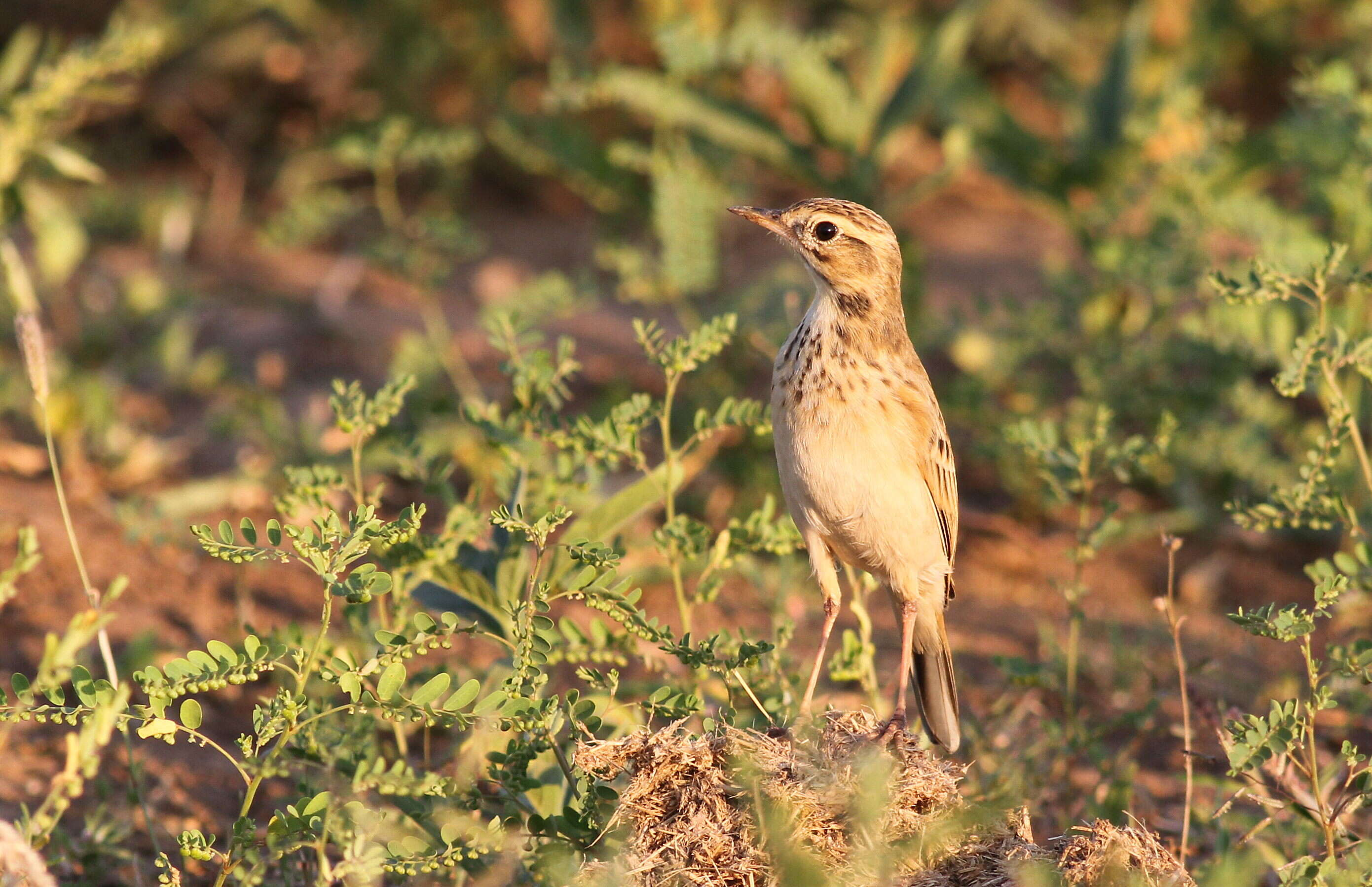 Image of African Pipit