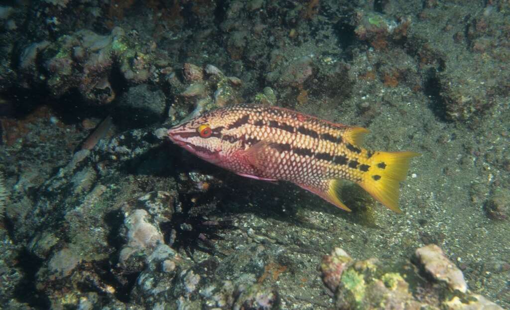 Image of Mexican hogfish