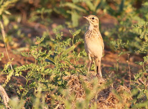 Image of African Pipit