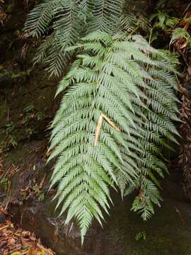 Image of Woodwardia prolifera Hook. & Arn.