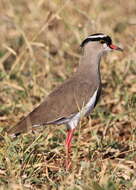 Image of Crowned Lapwing