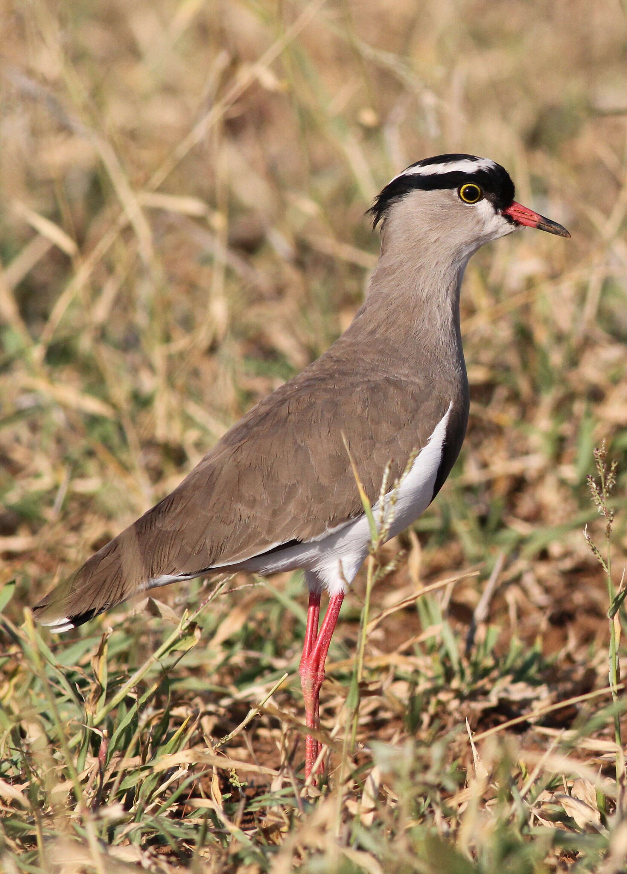 Image of Crowned Lapwing