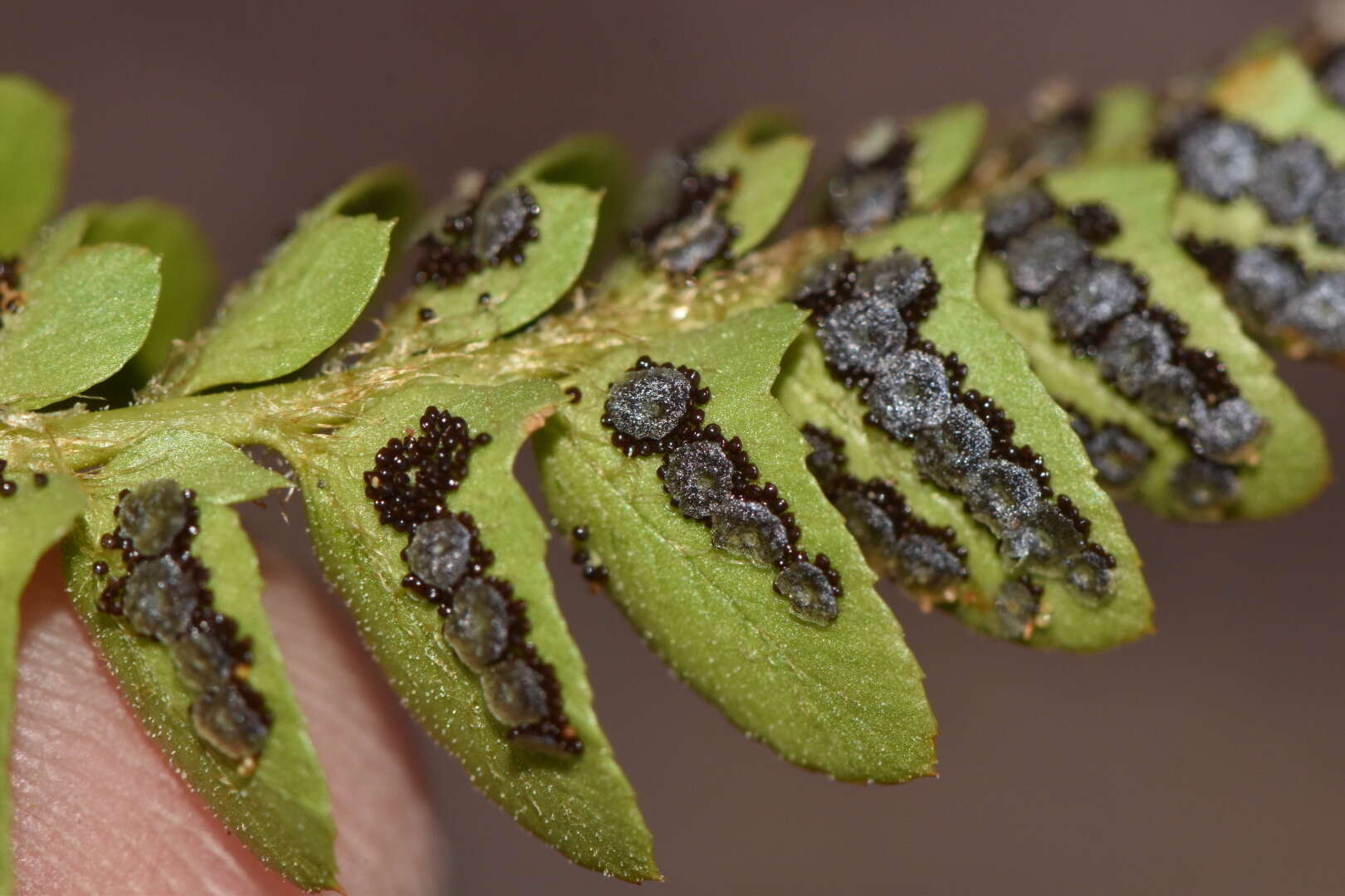 Image de Polystichum scopulinum (D. C. Eat.) Maxon