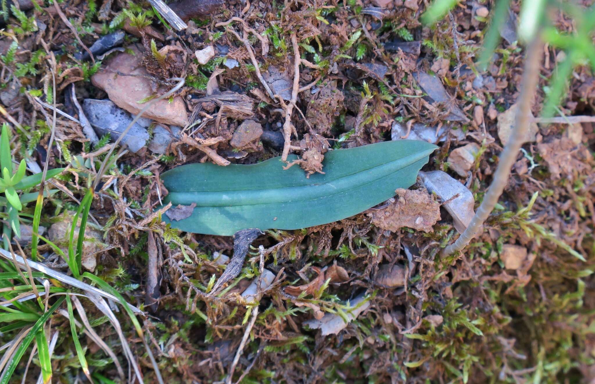 Image of Drimia haworthioides Baker