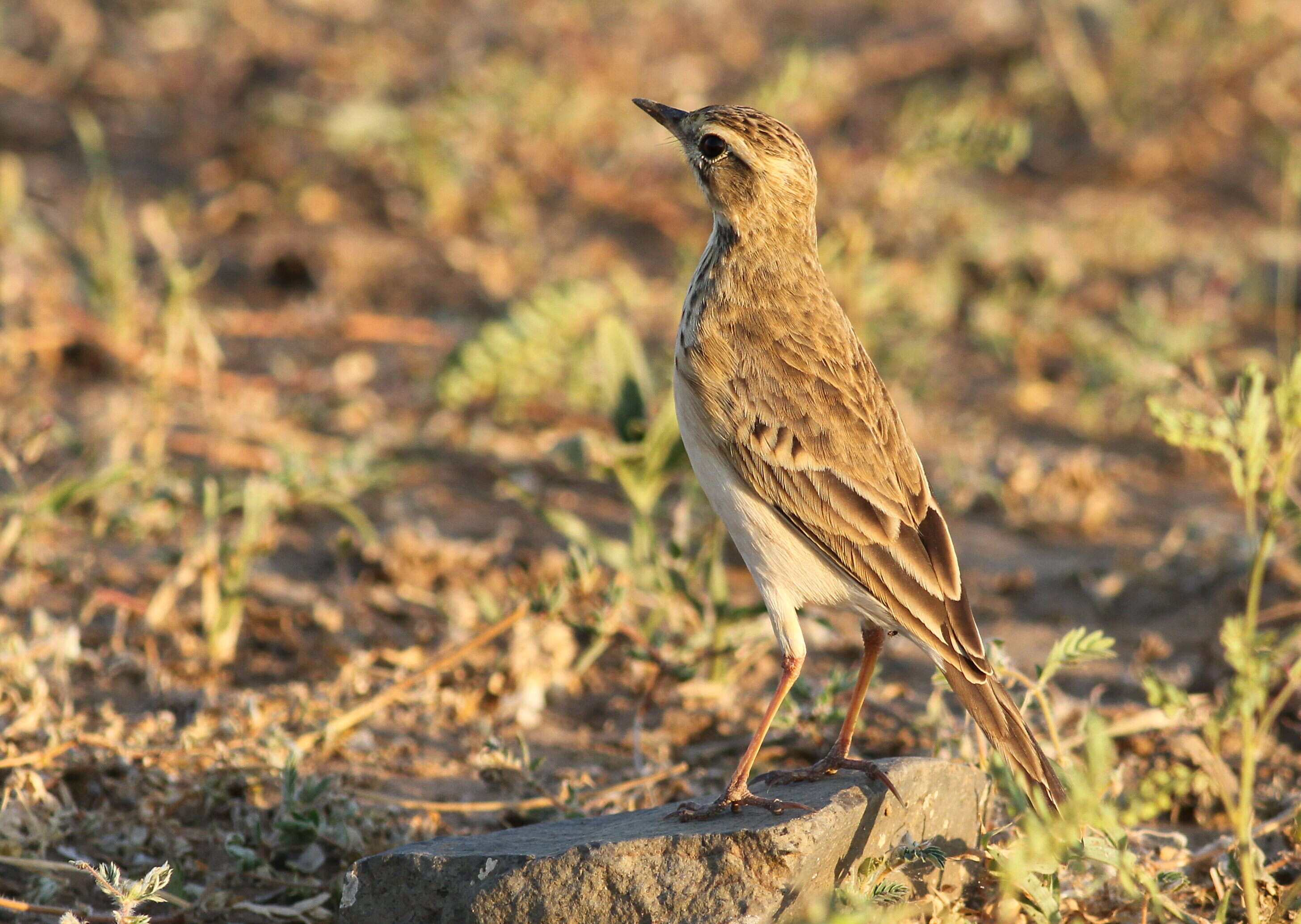 Image of African Pipit